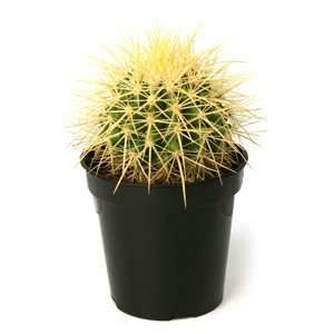  Echinocactus grusonii Golden Barrel Cactus 3.5 Patio 