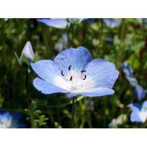  250 BABY BLUE EYES Nemophilia Insignis Flower Seeds: Patio 