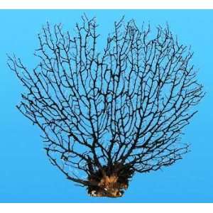 World Wide Imports Natural Pacific Sea Fan 10 12 Inches   6 Pieces Per 