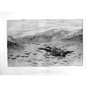   1884 NASH FINE ART DEAD MAN BEACH BIRS ANTIQUE PRINT
