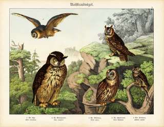 Antique Prints EURASIAN EAGLE OWL TAWNY OWL BARN OWL LITTLE OWL 
