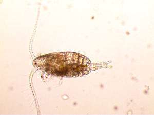   LIVE Copepods TROPIC   PODS COPEPOD 8z Rotifer Zooplankton Seed Reef