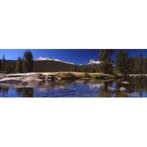  Pine Trees Near a River, Tuolumne River, Yosemite National Park 