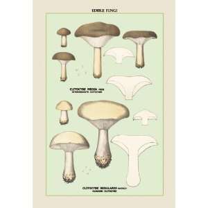  Edible Fungi Clouded Clitocybe 12x18 Giclee on canvas 