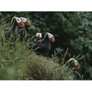  A Group of Tufted Puffins on a Grassy Hillside Art Styles 