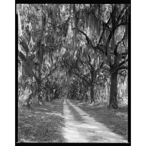   Wormsloe Plantation,Savannah vic.,Chatham County,Georgia Home