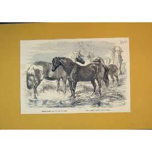   Print Prize Horses Ponies Animals Country Scene