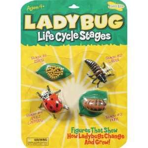  Ladybug Life Cycle Stages: Office Products