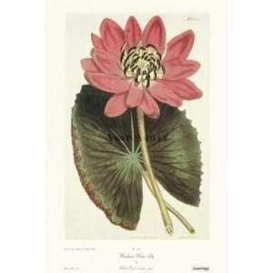  Wonderous Water Lily Poster Print: Home & Kitchen