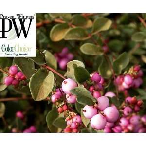  Amethyst Symphoricarpos   Coral Berry   Purple/Pink 