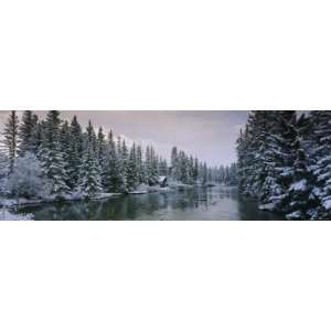 Evergreen Trees Covered with Snow, Policemans Creek, Canmore, Alberta 