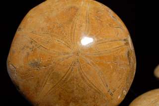 Prehistoric Miocene Sand Dollar Fossil Urchin Anemone  