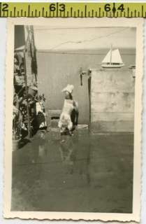 Vintage 1930s photo / Scratching DOG Barks at Leaking Faucet by Toy 