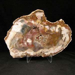 SWEET Petrified Wood Slab   Madagascar AAA EPW026  