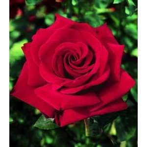  Ingrid Bergman (Rosa Hybrid Tea)   Bare Root Rose: Patio 