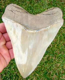 85 in. AURORA   LEE CREEK   Megalodon Shark Tooth  