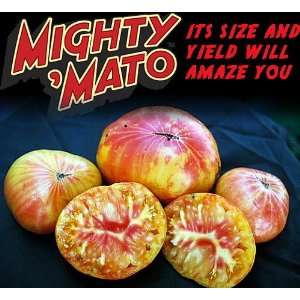  Mighty Mato Grafted Pineapple Tomato Plant   Easy to Grow 