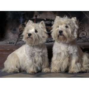  Domestic Dogs, Two West Highland Terriers / Westies 