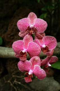   How to Grow Orchids Your Guide to Total Orchid Care 