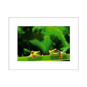  Red Eyed Tree Frogs Poster Print: Home & Kitchen