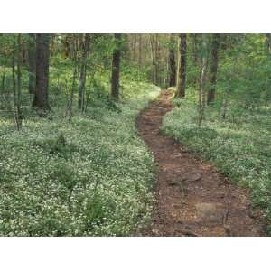 com Footpath through Fringed Phacelia Flowers, Great Smoky Mountains 