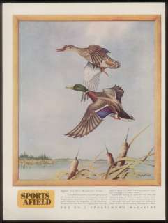 1946 Angus H Shortt mallard duck Sports Afield print ad  