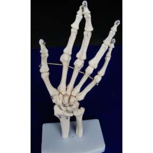  Model Anatomy Professional Medical Hand Joint Life Size IT 