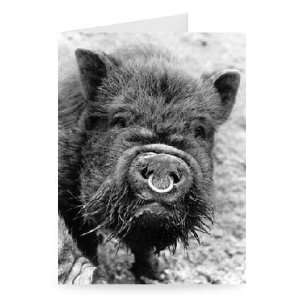 Vietnamese Pot Bellied Pig   Greeting Card (Pack of 2)   7x5 inch 