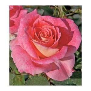 Lovestruck Floribunda Rose Patio, Lawn & Garden