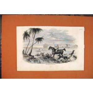  Antelopes Hunting Dogs Horse Antique Old Print