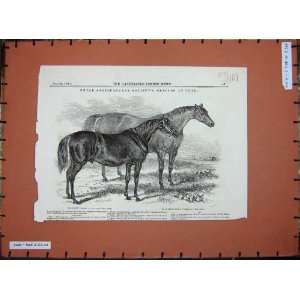   : 1848 Royal Agricultural Show Horses Gaunt Silvester: Home & Kitchen
