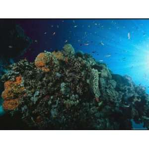 Reef Scene, Apo Reef National Geographic Collection Photographic 