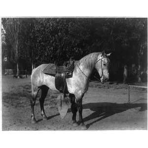   County,CA,California,Vaqueros Horse,Lakeside Ranch