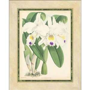  Walter Fitch   Fitch Orchid III Giclee: Home & Kitchen