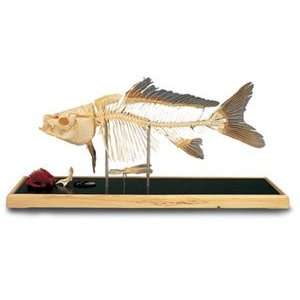  Fish Skeleton in Plastic Case Plexi Glass Case Industrial 