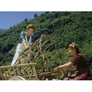  Farm Women Load Empty Baskets for Gathering Hay into Cart 