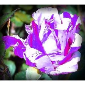  Purple Jewel Rose Seeds Packet: Patio, Lawn & Garden