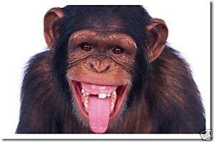 Chimpanzee Laughing   Animal Nature Wildlife NEW POSTER  