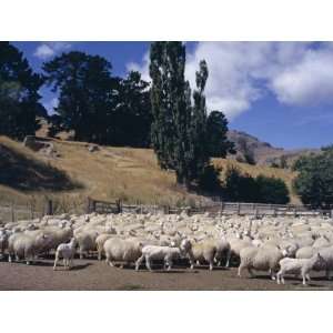 Sheep on the Banks Peninsula, Canterbury, South Island, New Zealand 