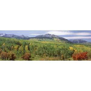 Forest, Gunnison National Forest, West Elk Mountains, Colorado, USA 