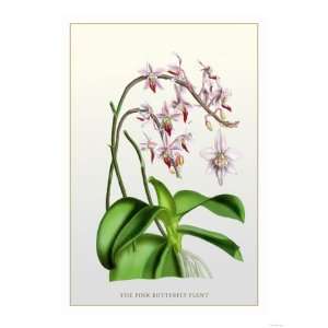  The Pink Butterfly Plant Giclee Poster Print, 12x16: Home 