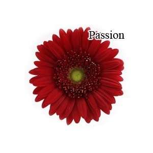 Passion Red Gerbera Daisies   72 Stems: Arts, Crafts 
