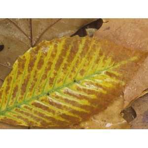 American Beech Tree Leaf in the Fall, Fagus Grandifolia, North America 