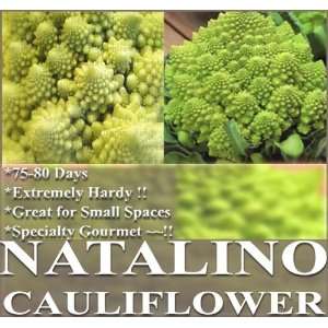  1,000 NATALINO BROCCOLO ROMANESCO Cauliflower Seeds 