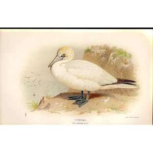  Gannet Lilfords Birds 1885 97 By A Thorburn