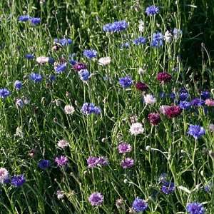 Mixed Cornflower or Bachelor Button Seeds Patio, Lawn 