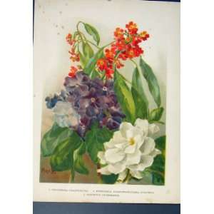  Grandiflora Euphorbia Flower Plant Colour Antique