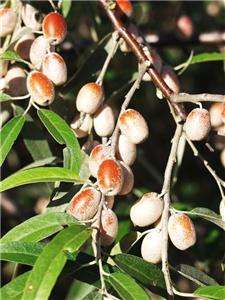 Elaeagnus angustifolia Russian olive Bonsai seeds ES119  