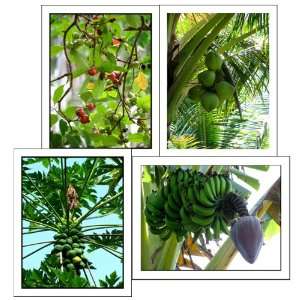 Tropical Fruit Tree Note Cards Exotic Plants Photography Maui Hawaii 