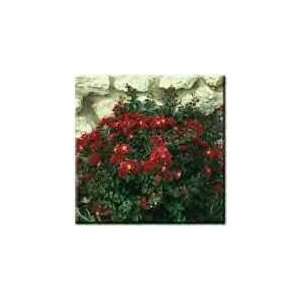   Myrtle Lagerstroemia indica Tightwad Red Dwarf Patio, Lawn & Garden